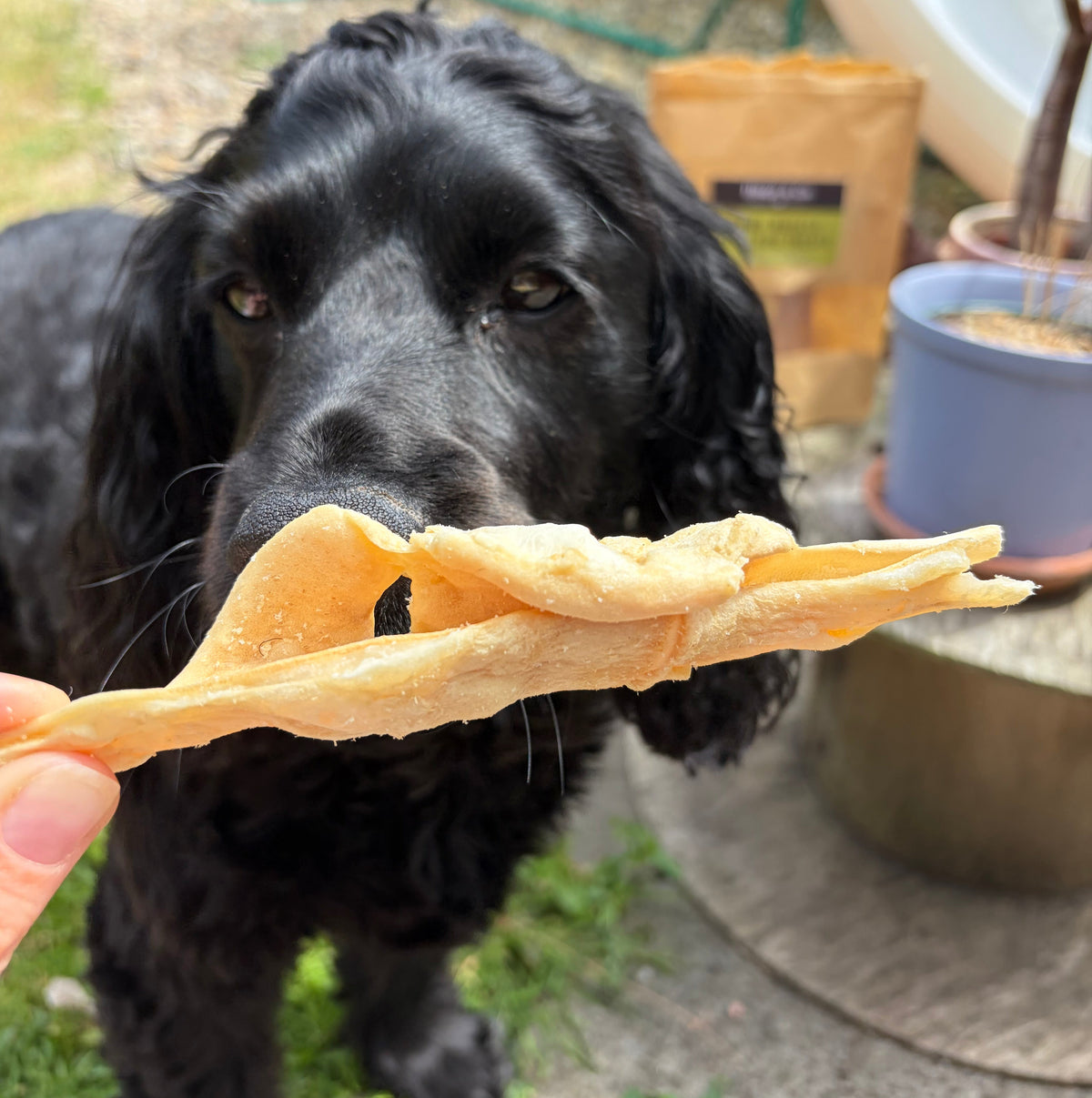Lamb Muscle Dog Chewy Treats