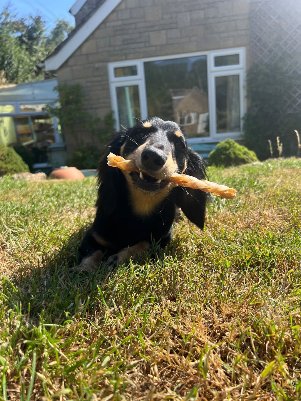 Anco Chew bundle