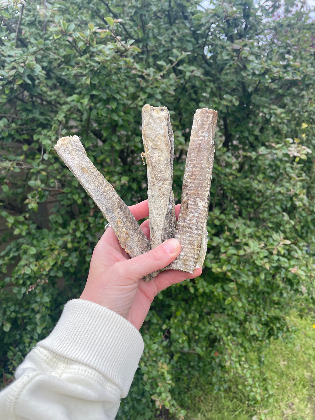 Fish Skin Stick