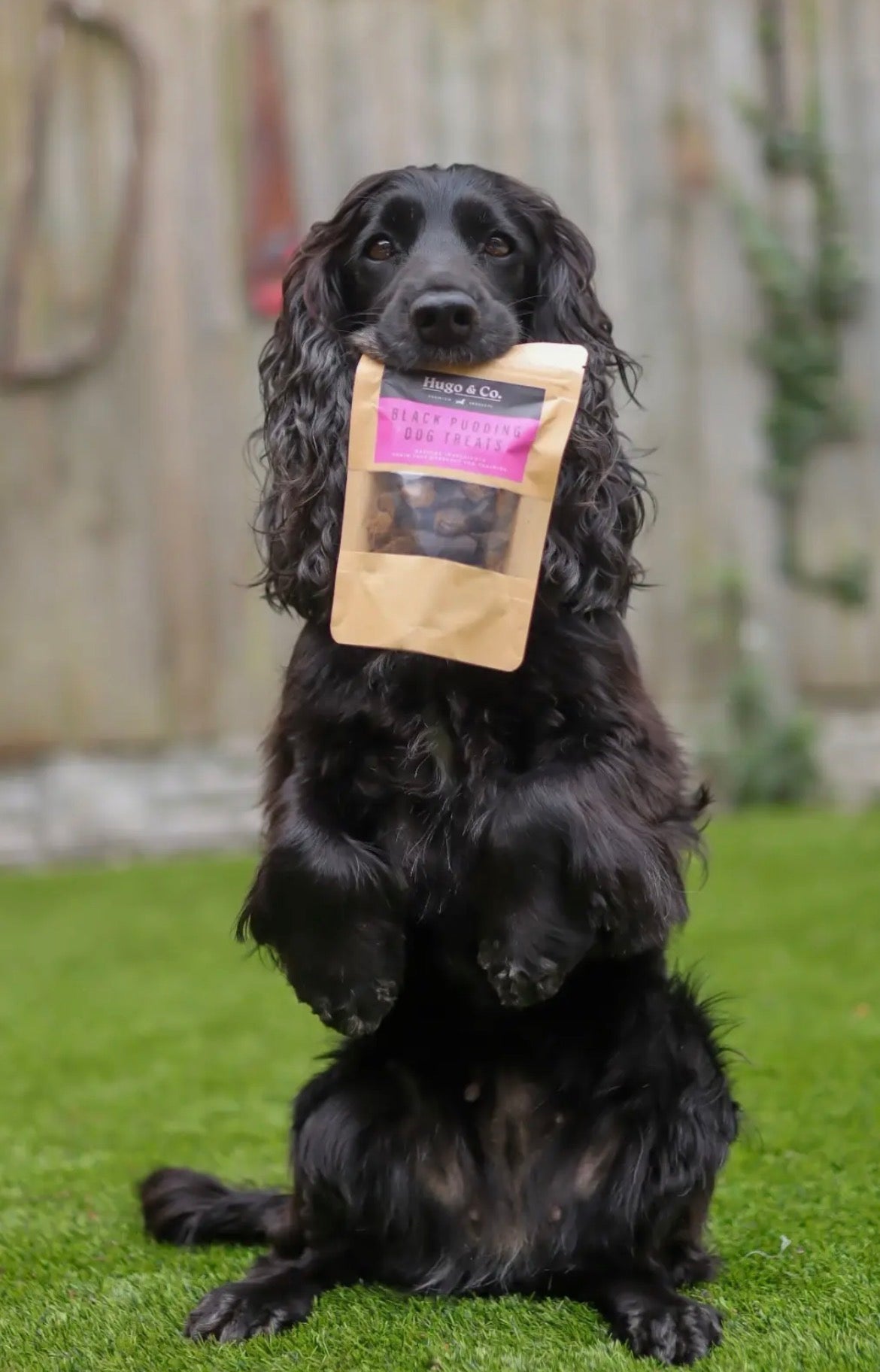 Black Pudding Treats - 75g