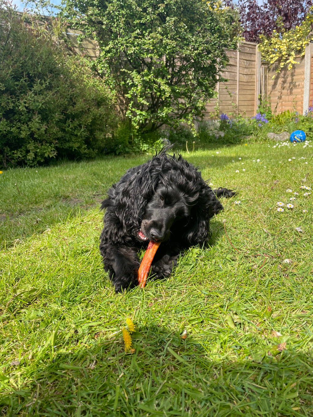 Boar Meaty Chew