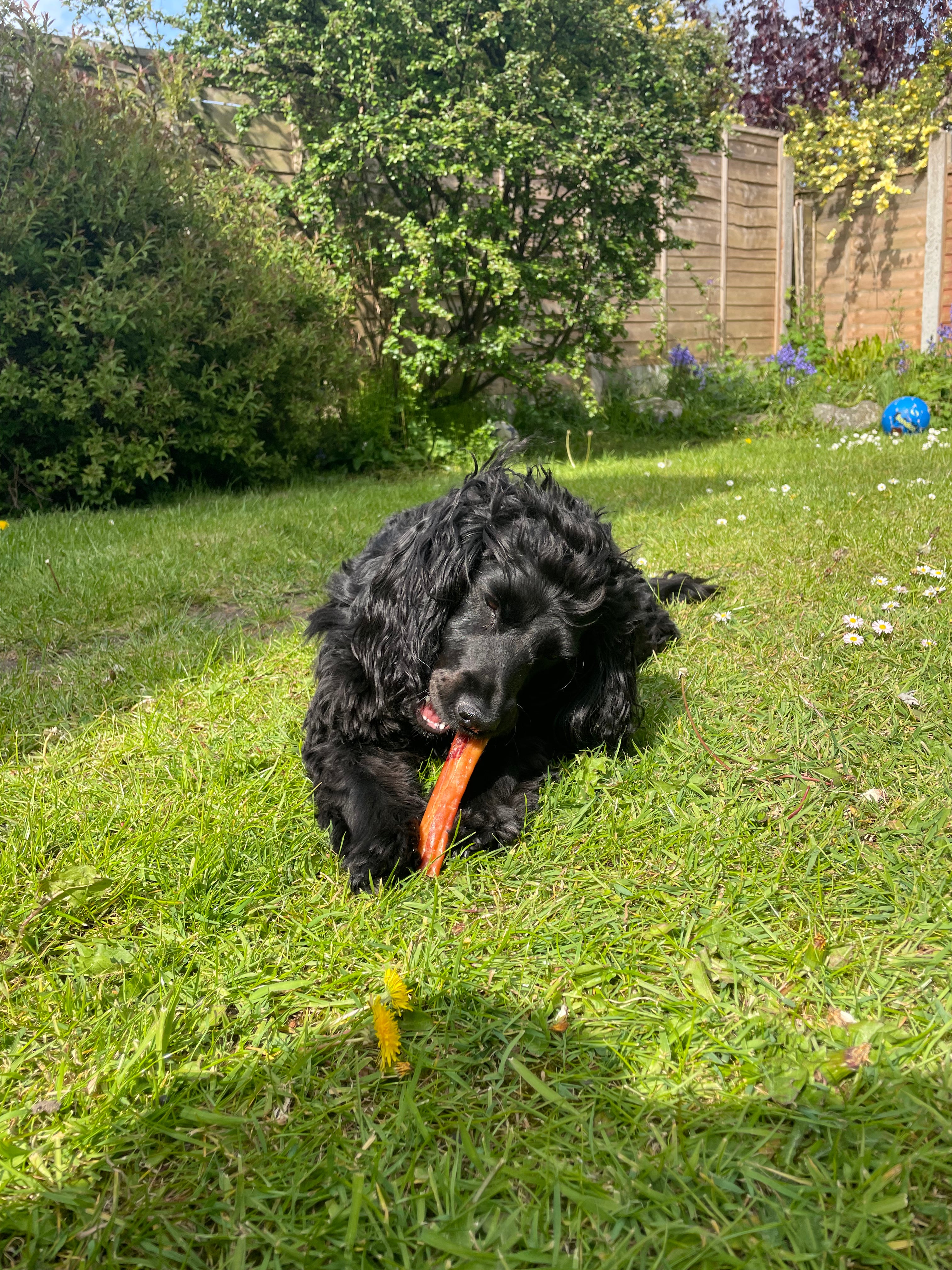 Boar Meaty Chew